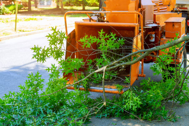 Best Tree Stump Removal  in Hamburg, NJ